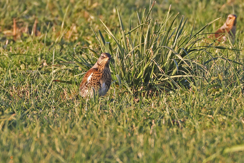 Turdus pilaris Fieldfare Kramsvogel